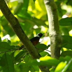 White-Capped Monarch - Monarcha richardsii