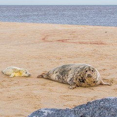 Winterton-on-sea Grey Seal pup 2015