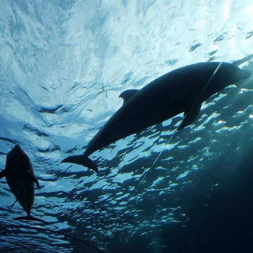 Improvisation 01 (Live Performance)