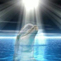 Dolphin Matrix