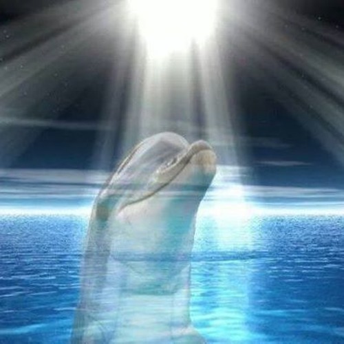 Dolphin Matrix