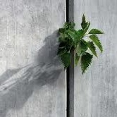 Schade Dass Beton Nicht Brennt Samurai Freestyle