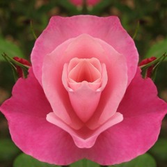 Monad Moon - Opulent Bloom Teaser