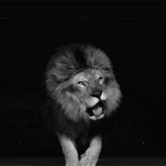 Enter El Leon's/The Lion's Den