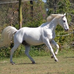 Classical Canter