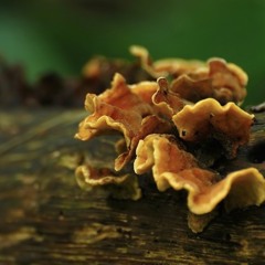 Waldboden