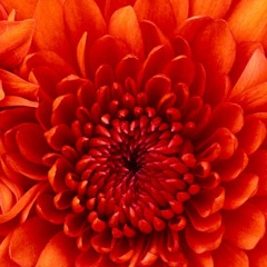 Cosmicbow 6 cordes medium