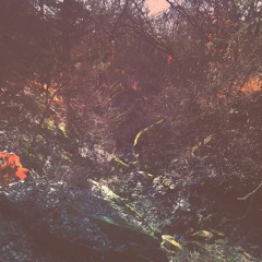 A Morning Expedition