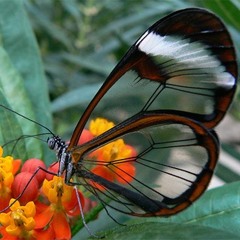 Dat ik je mis - Maaike Ouboter (Cover Michelle)