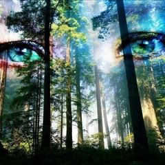 Glaciar - Bosque Feliz