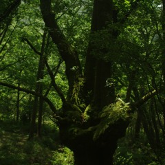 Flrsmnt_15.12 (unmastered)