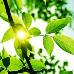 يا آمنة بشراك #المولد_النبوي