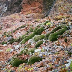 Nutcracker 1 - Chinese Dance