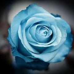 Armin Van Buuren - So Serene (Menno De Jong's Heading South Dub Mix)