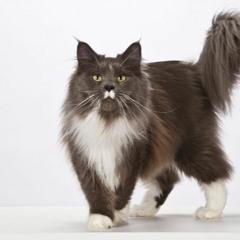 JOHN HECKLE DJ SET Catclub 7- 11 - 2015