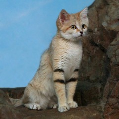 JUST NATHAN Catclub 7-11-2015