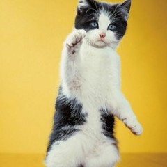 SKATEBARD Catclub 26 - 09 - 2015