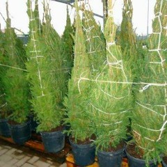 Scherzo consegna 300 Abeti  by Dj Oreste a Oreste