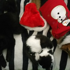 The Christmas Song (Weezer - Cover)