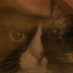 GZOO-Rhythms of the words