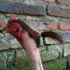 White Wedding - Billy Idol