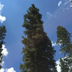 NETDOAF - Island In The Sun (Weezer cover)