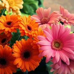 YUI - Goodbye Days (Cover)