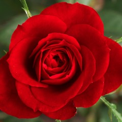 Lo, How a Rose E'er Blooming