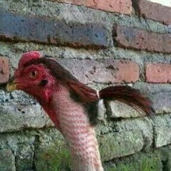 Clever Trevor - Ian Dury