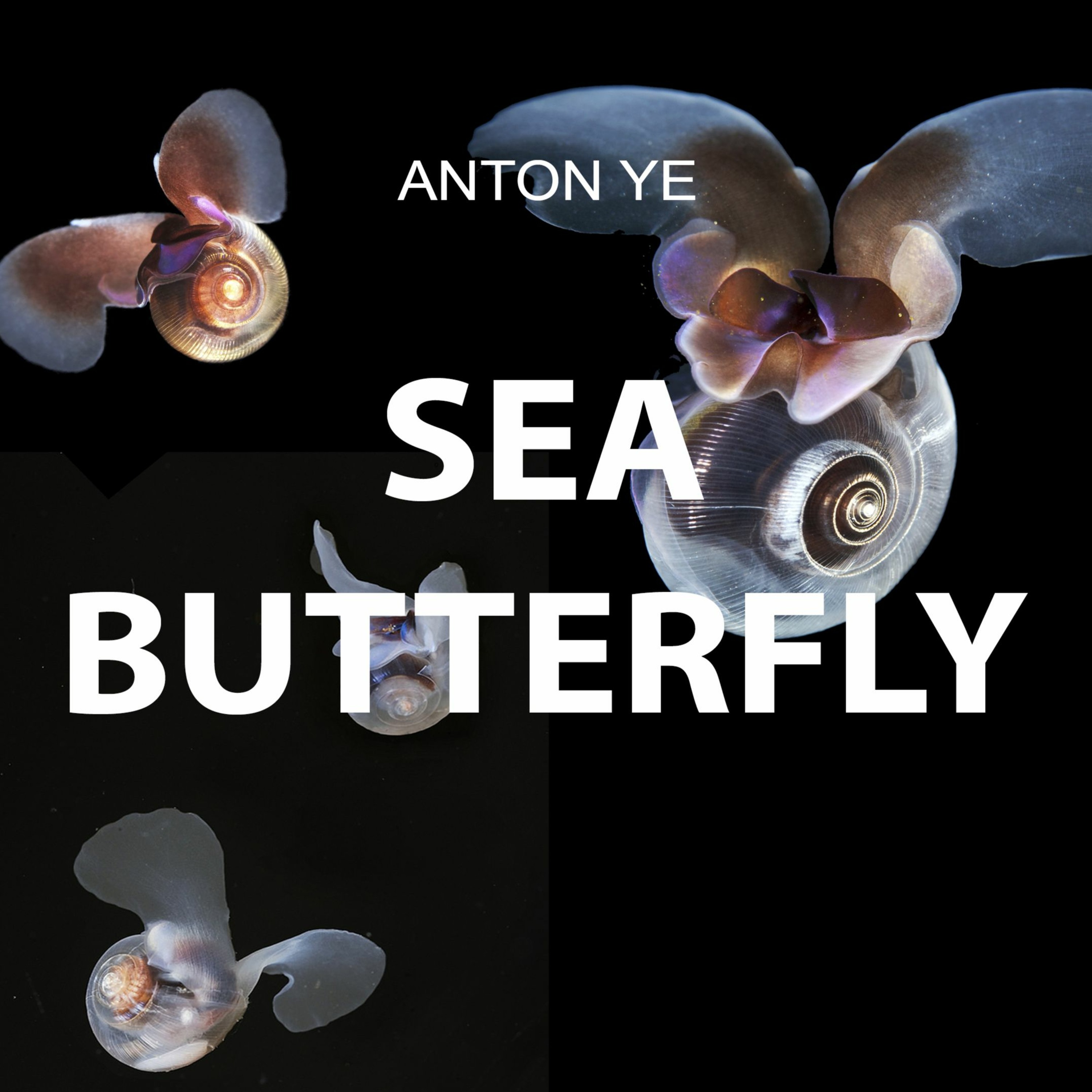 Sea Butterfly (light summer edit) episode artwork