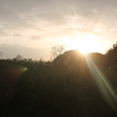 Suruy