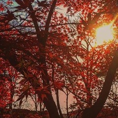 Shifty Eyed Space Beans