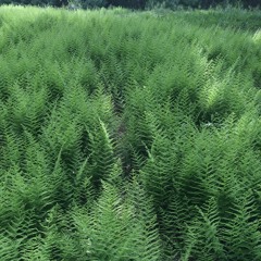 Fern