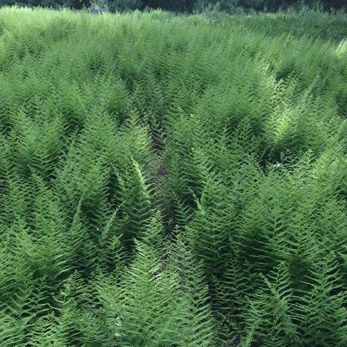 Fern