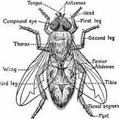 Flies Like Sugar / Rock To The Rythym