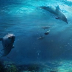 Underwater Sounds(Ocean Waves & Whales With Relaxing Alpha Waves)