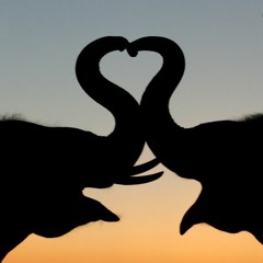 Le Coeur Éléphant - Fréro Delavega Cover