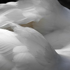 Dancing in the Moonlight