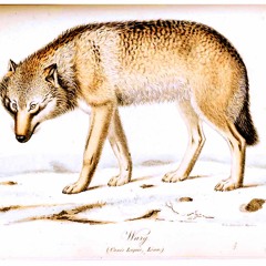 In The Aeroplane Over The Sea (Neutral Milk Hotel cover)