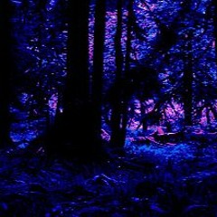 Crickets & Cicadas