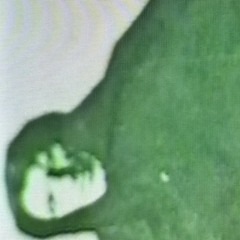 Enhänta Bödlar - Eine Kleine Schlachtmusiik