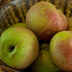 Der Schöne Aus Boskoop