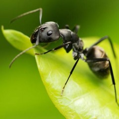 Insekten (feat. Thieryaki)