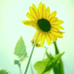 soft/calm VOCALOID music