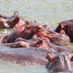 Hippopotamus Vocalisations - Kyambura Gorge, Queen Elizabeth National Park, Uganda