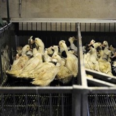 18. Le foie gras de Majois