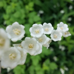 Harbinger