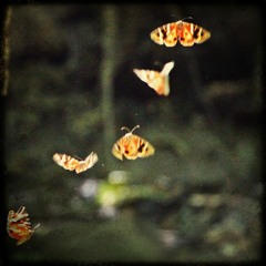 Last Day Of A Butterfly