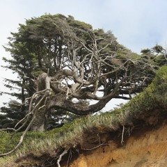 Josh, Geffel, Charlie Jam