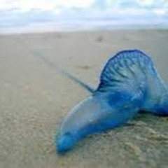 Blue Bottle (half time version)